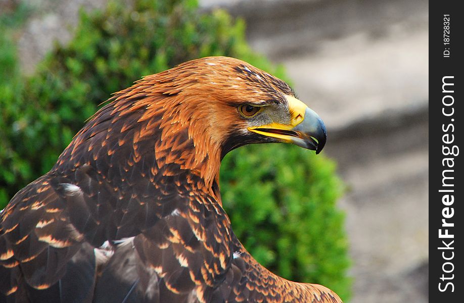 Eagle looking for food, sharp beak , beautiful feathers