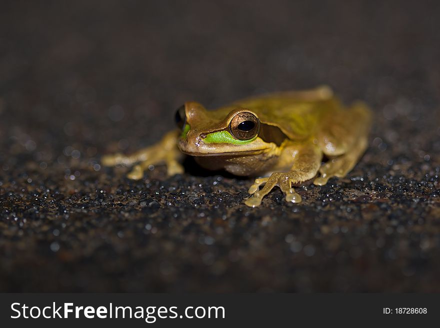 Masked Tree Frog, Costa Rica