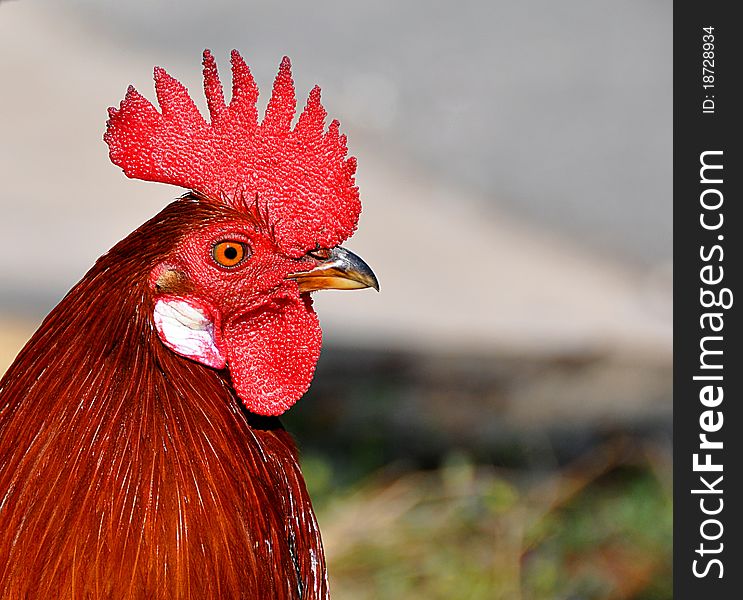 Closeup portrait of a red rooster