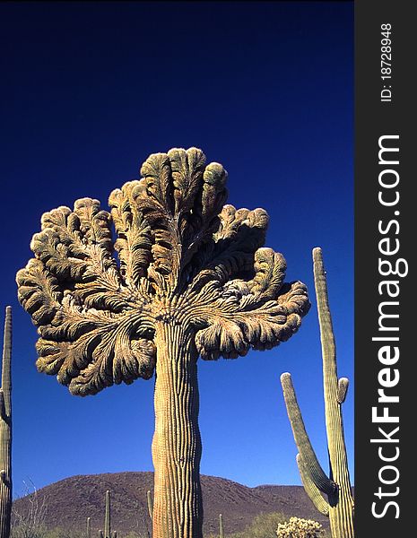 Cristate Saguaro Cactus, Sonoran Desert, Arizona