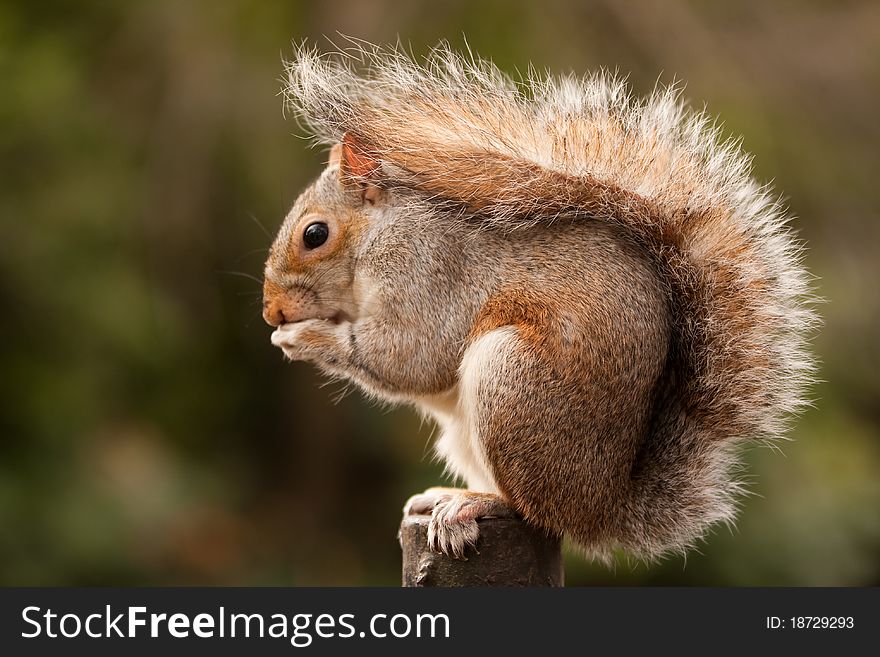 A squirrel sitting on a wooden post eating a nut. A squirrel sitting on a wooden post eating a nut