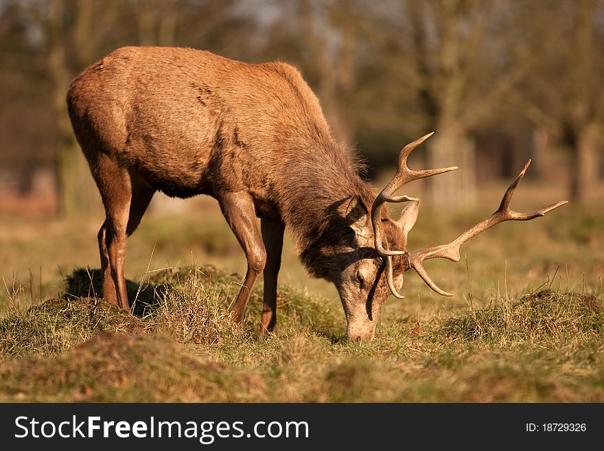 A male stag deer with large antlers eating. A male stag deer with large antlers eating