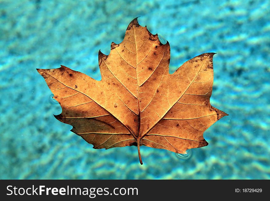 Leaf floating on water. Blue background