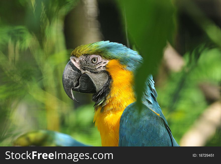 Young Blue and yellow Macaw parrot