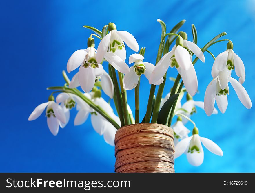 Beautiful bouquet snowdrops in a vase