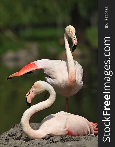 Two Flamingo in lake. zoo