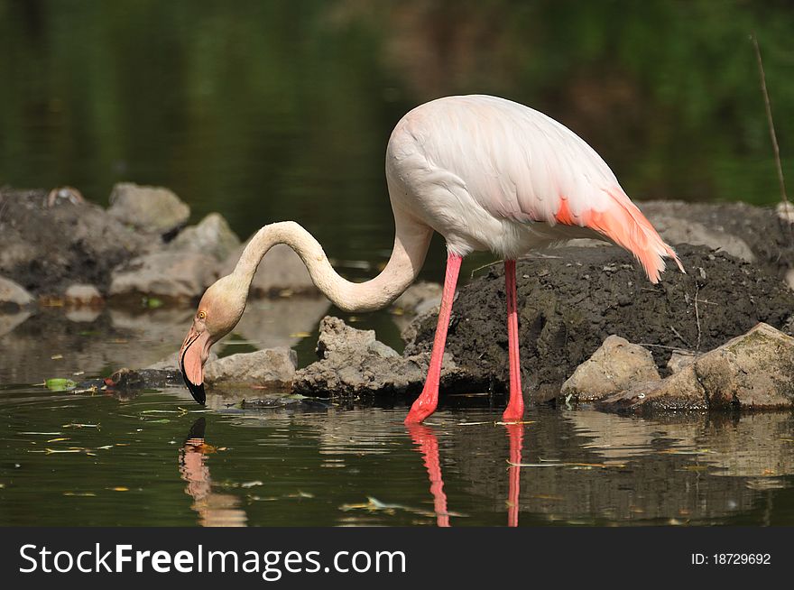 Flamingo stands in lake. zoo.