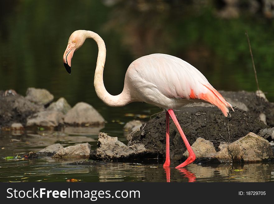 Flamingo stands in lake. zoo.