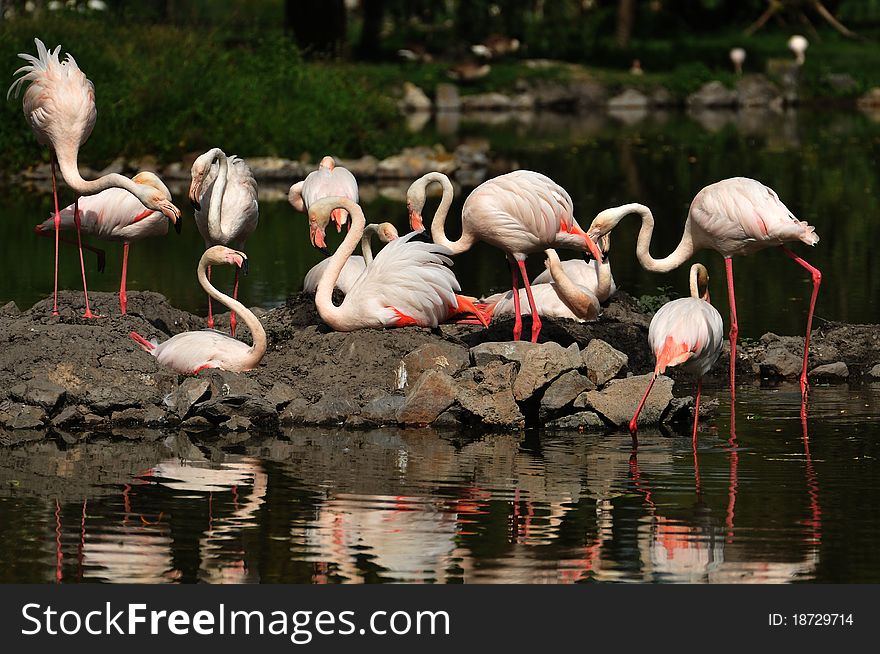 Flamingos flock in lake. zoo.
