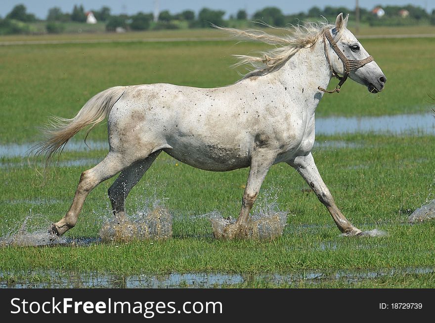 Horse trotting on the field