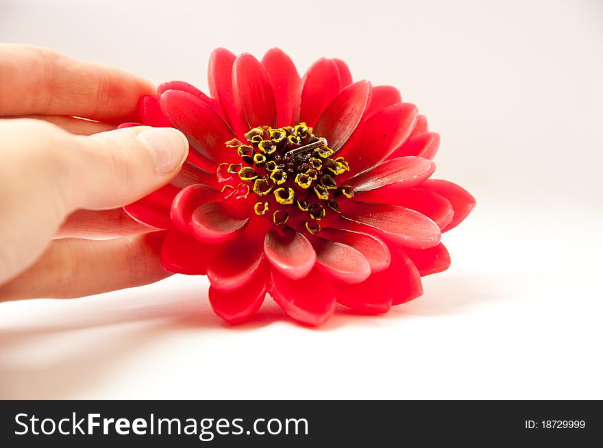 Big red flower in the woman hand