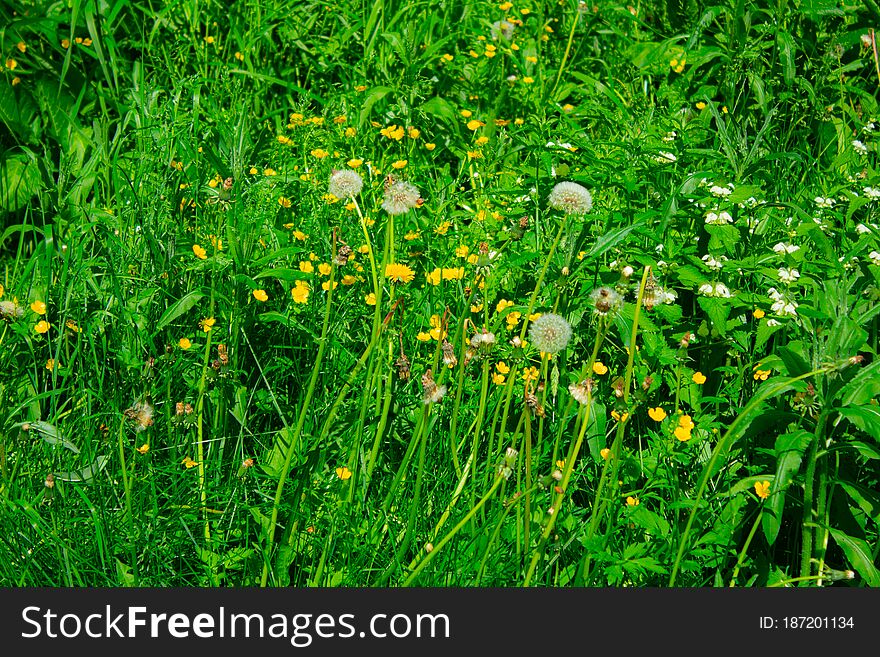 It is time for blooming flowers in the city of Korolev. You just need to not miss the moment. It is time for blooming flowers in the city of Korolev. You just need to not miss the moment.