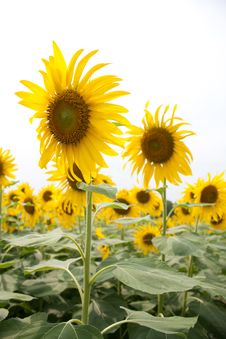 Sunflower Field. Stock Images