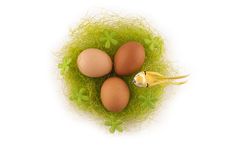 Easter Eggs In The Nest Royalty Free Stock Photos Easter Eggs In The Nest Royalty Free Stock Photos