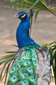 A Blue Peacock Royalty Free Stock Photo