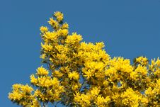 Mimosa Stock Images