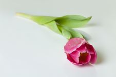 Spring Tulip Royalty Free Stock Image Spring Tulip Royalty Free Stock Image