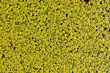 Duckweed Aquatic Plant Royalty Free Stock Photos Duckweed Aquatic Plant Royalty Free Stock Photos