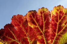 Colorful Red Autumn Leaves Stock Photos