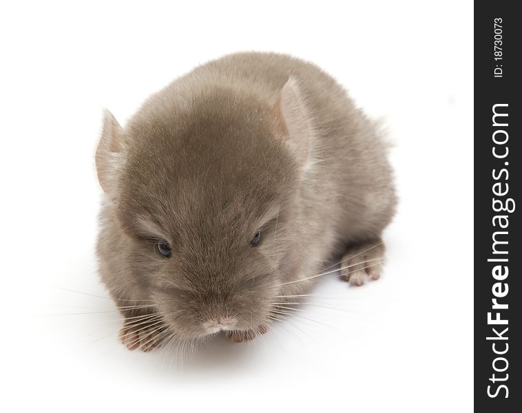 Baby chinchilla isolated on white