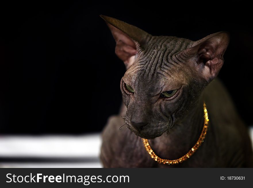 Green-eyed Sphynx Cat Wearing A Golden Chain