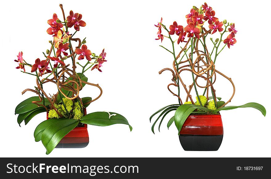 Two pots of orchids, isolated.