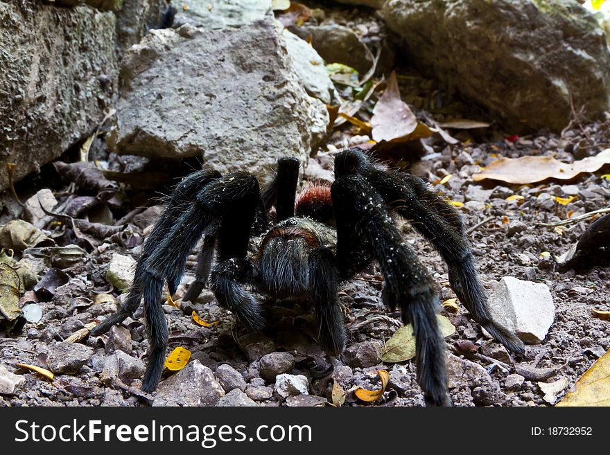 A huge hairy wild central American spider walks casually around his garden. A huge hairy wild central American spider walks casually around his garden.