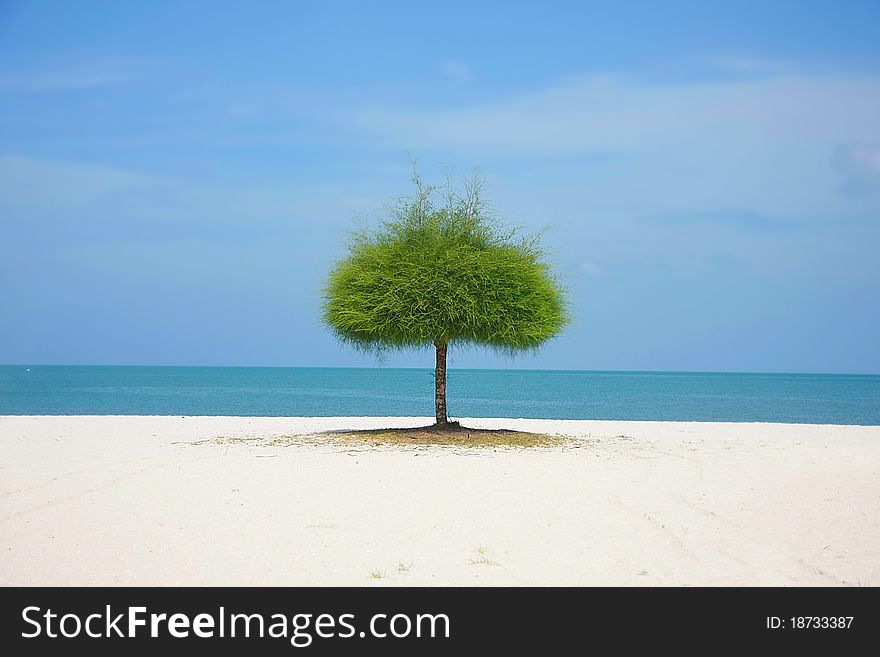 Alone Green Tree On Beach