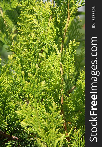 Close-up view of branches Thuja background green tree. Close-up view of branches Thuja background green tree