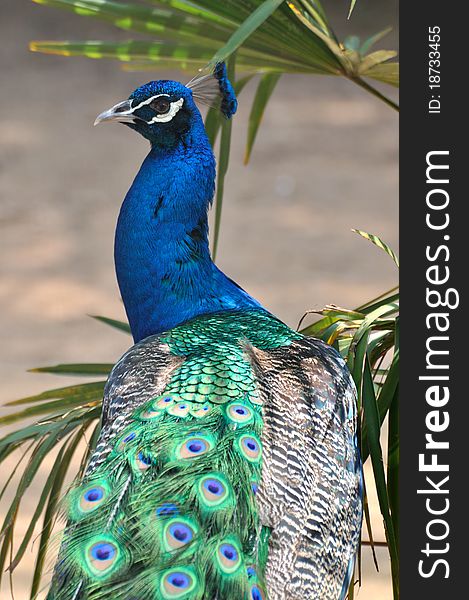 Beautiful face and head crown of a blue peacock.