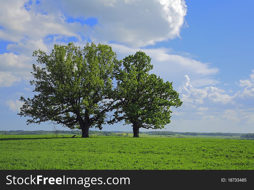 The Oak In The Field.