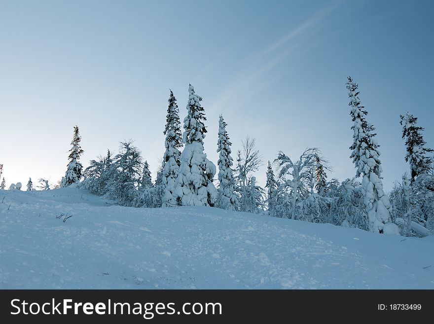 Trees in the snow mountains in the background