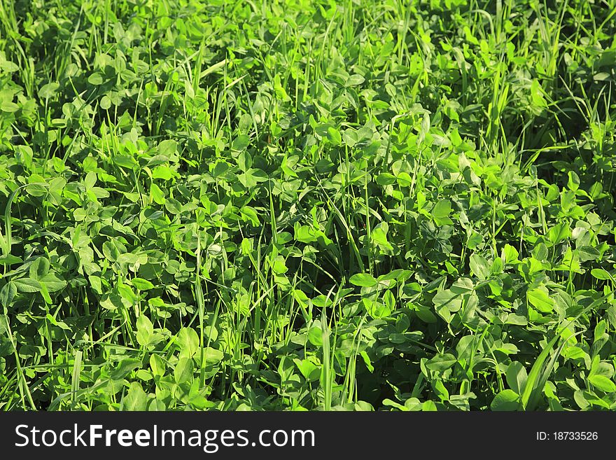 Close-up of green grass and clover in the field. Close-up of green grass and clover in the field.