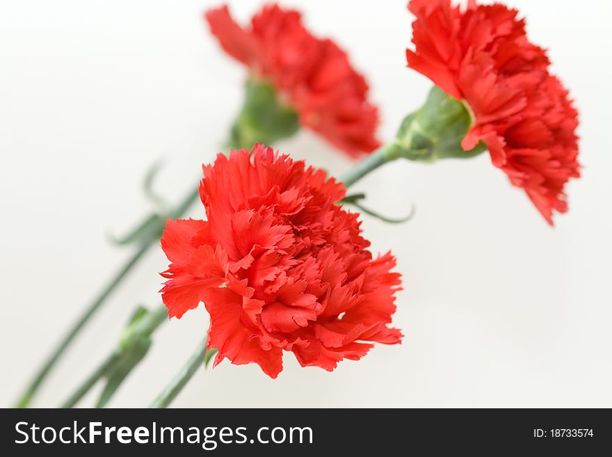 Three red carnations on white background