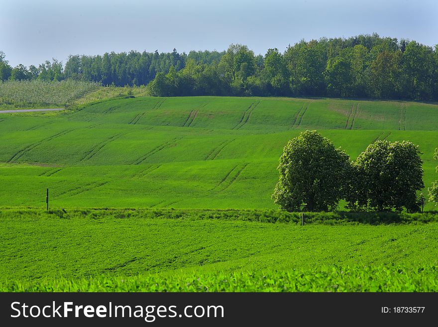 Countryside scenery of green field and forest. Countryside scenery of green field and forest.