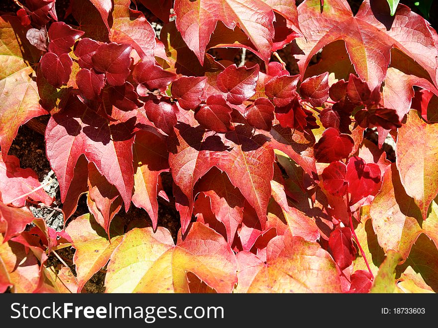 Virginia creeper leaves in autumn colors of red