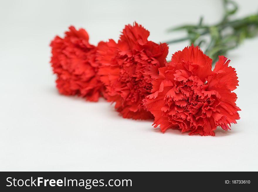 Three red carnations on white background