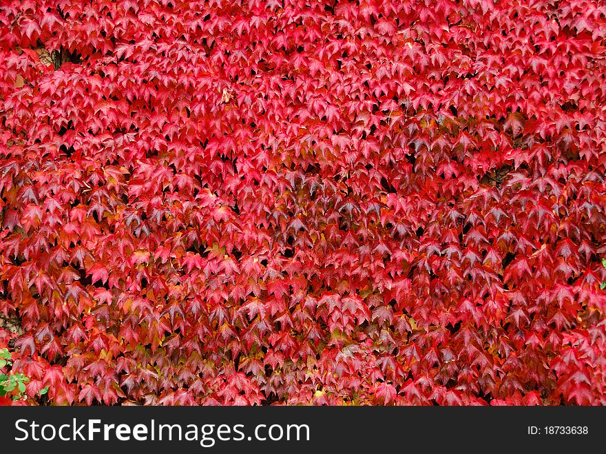 Virginia creeper leaves in autumn colors of red