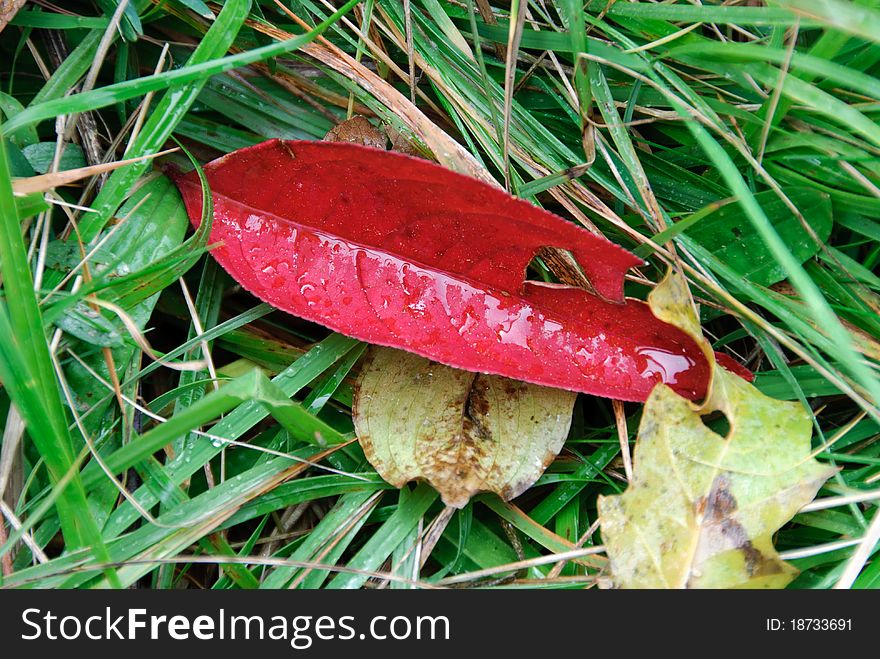 Red leaf on the wet grass in the autumn