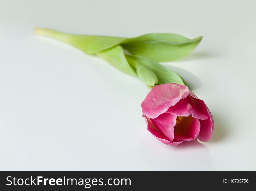 Beautiful spring tulip isolated over white background