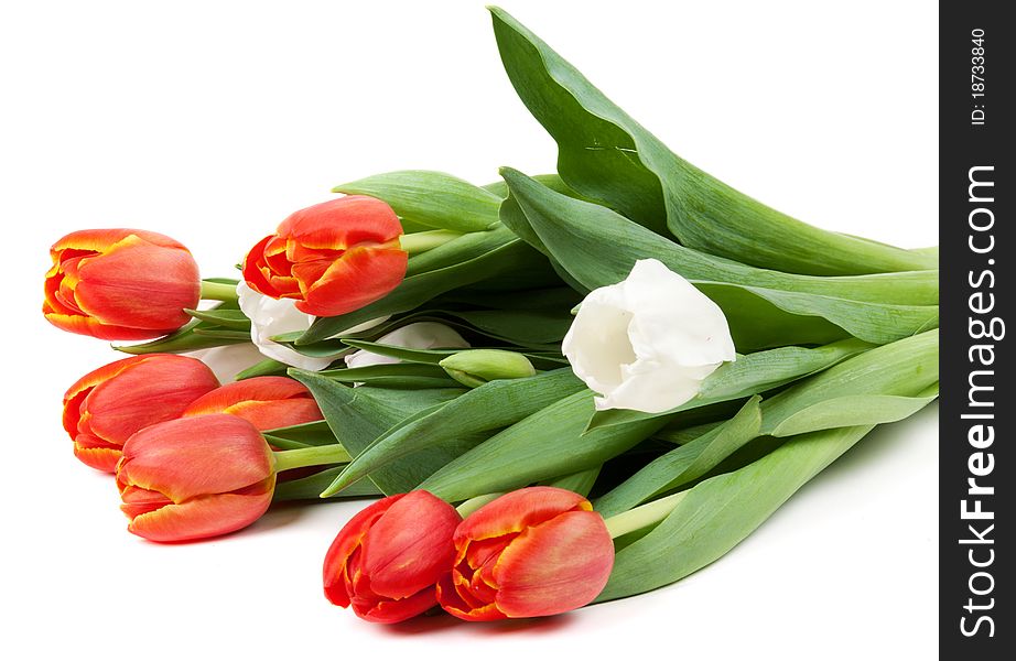 Bouquet of red tulips isolated on white background