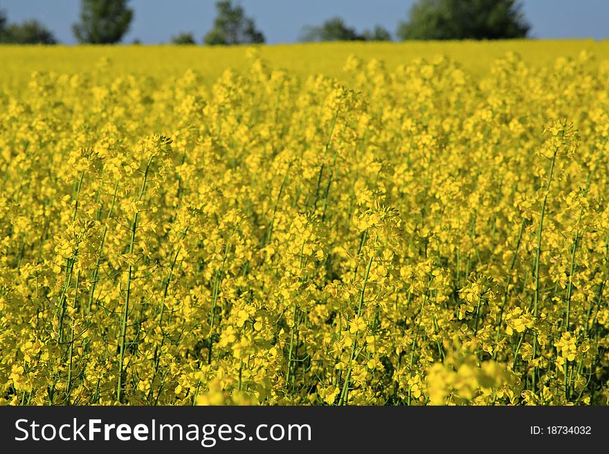 Yellow rapeseed field in summer. Yellow rapeseed field in summer.