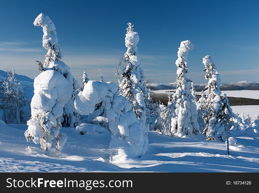 Trees in the snow mountains in the background