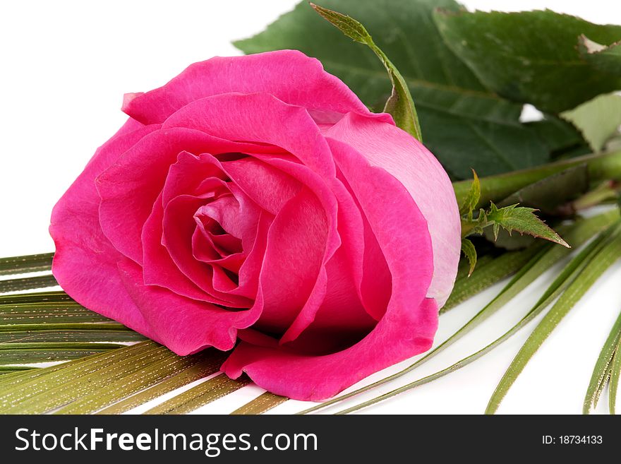 Fresh red roses isolated on white background