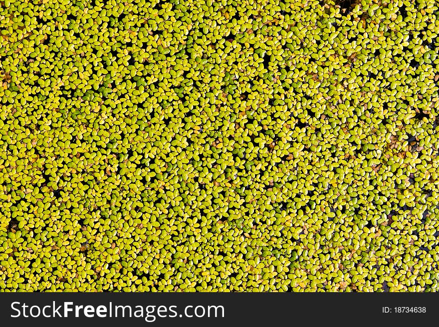 Duckweed aquatic plant in the pond