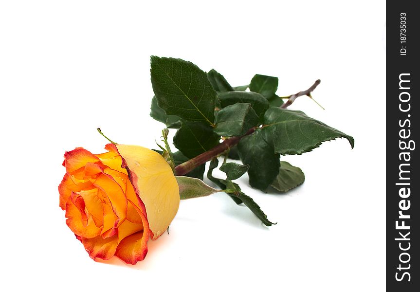 Yellow rose on a white background