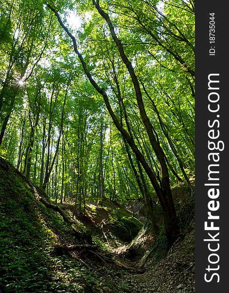 Beautiful valley in a  beech forest