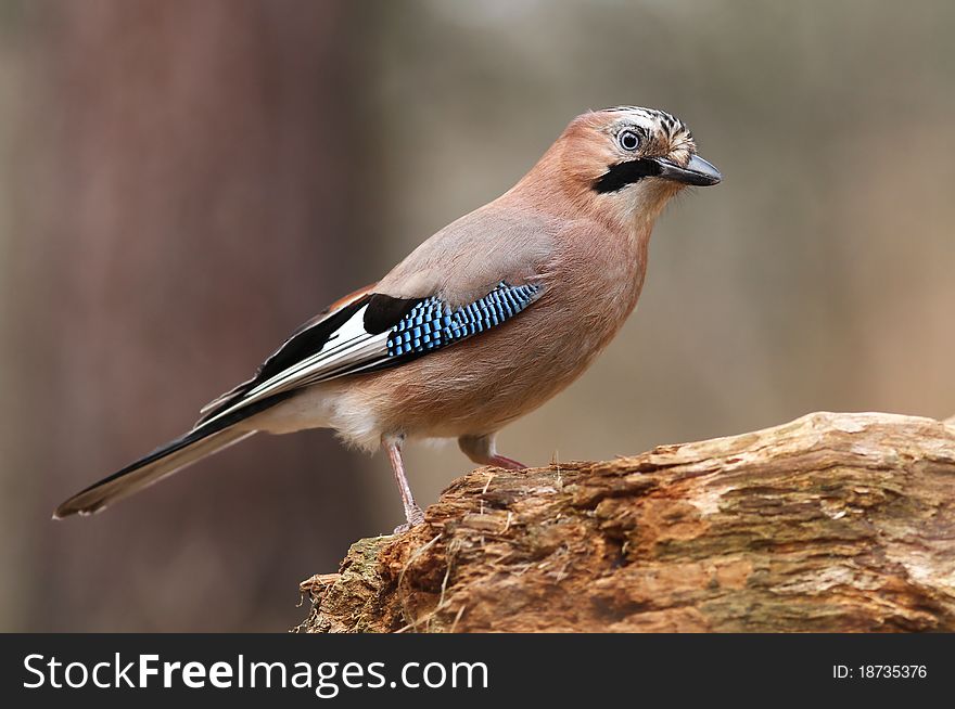 Beautiful wild jay on log standing