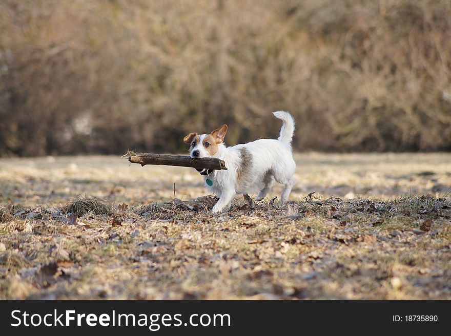 Jack Russel terier fetching the stick at meadow