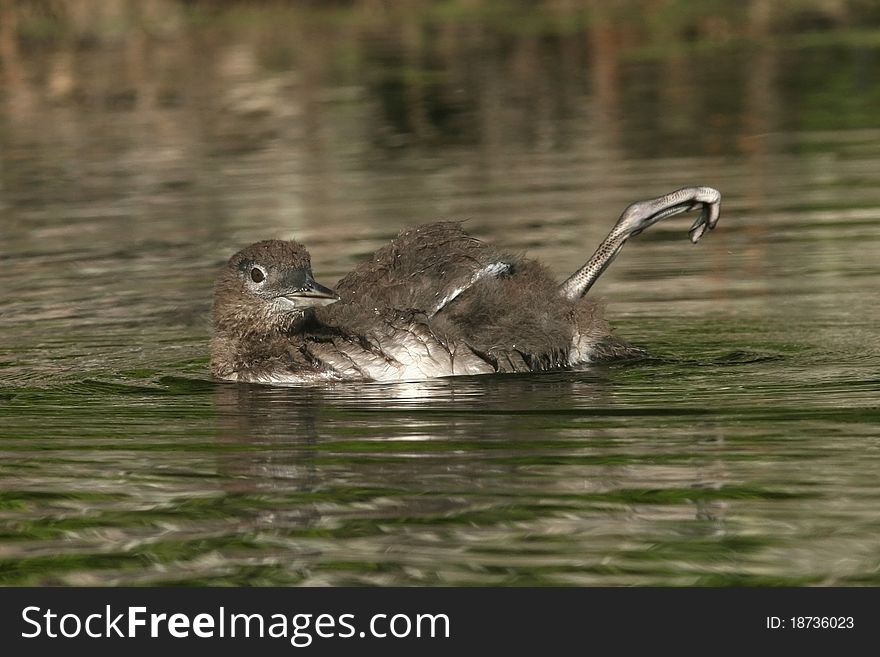 Common Loon Chick Stretching its Foot